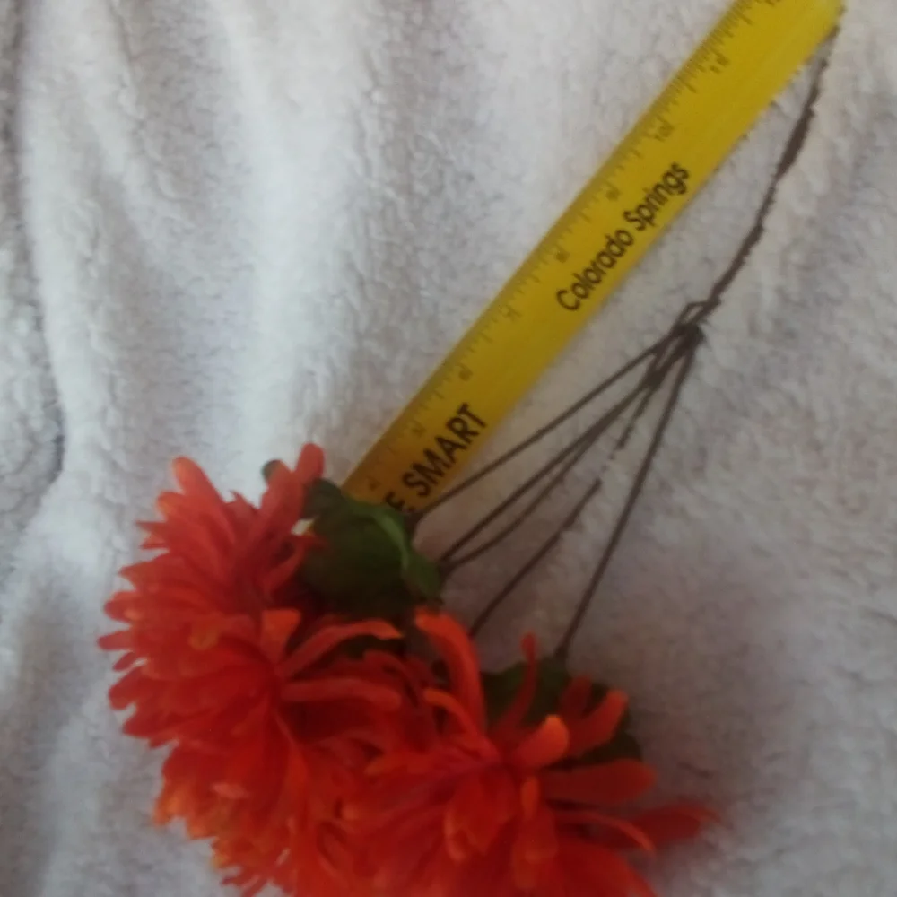 Orange Mums